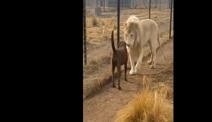 Sư tử trắng chủ động "bắt tay" chó khiến ai cũng ngỡ ngàng
